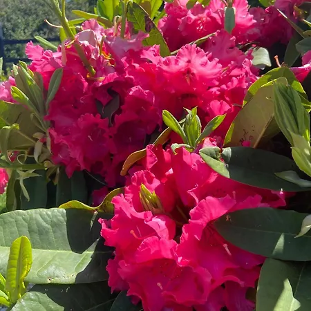 Daline House 別荘 *