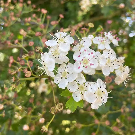 Daline House * Clonakilty