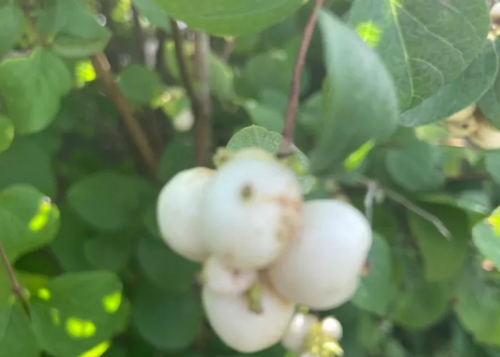 Daline House Клонакилти