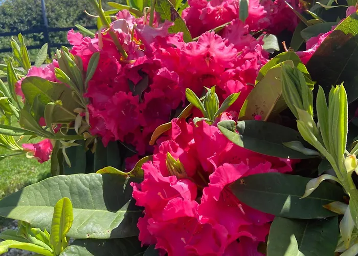 Daline House Дом отдыха *