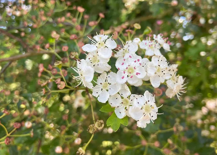 Daline House * Клонакилти